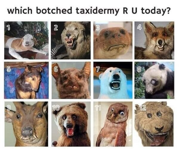 geek-Taxidermy-botched-6890209.jpeg