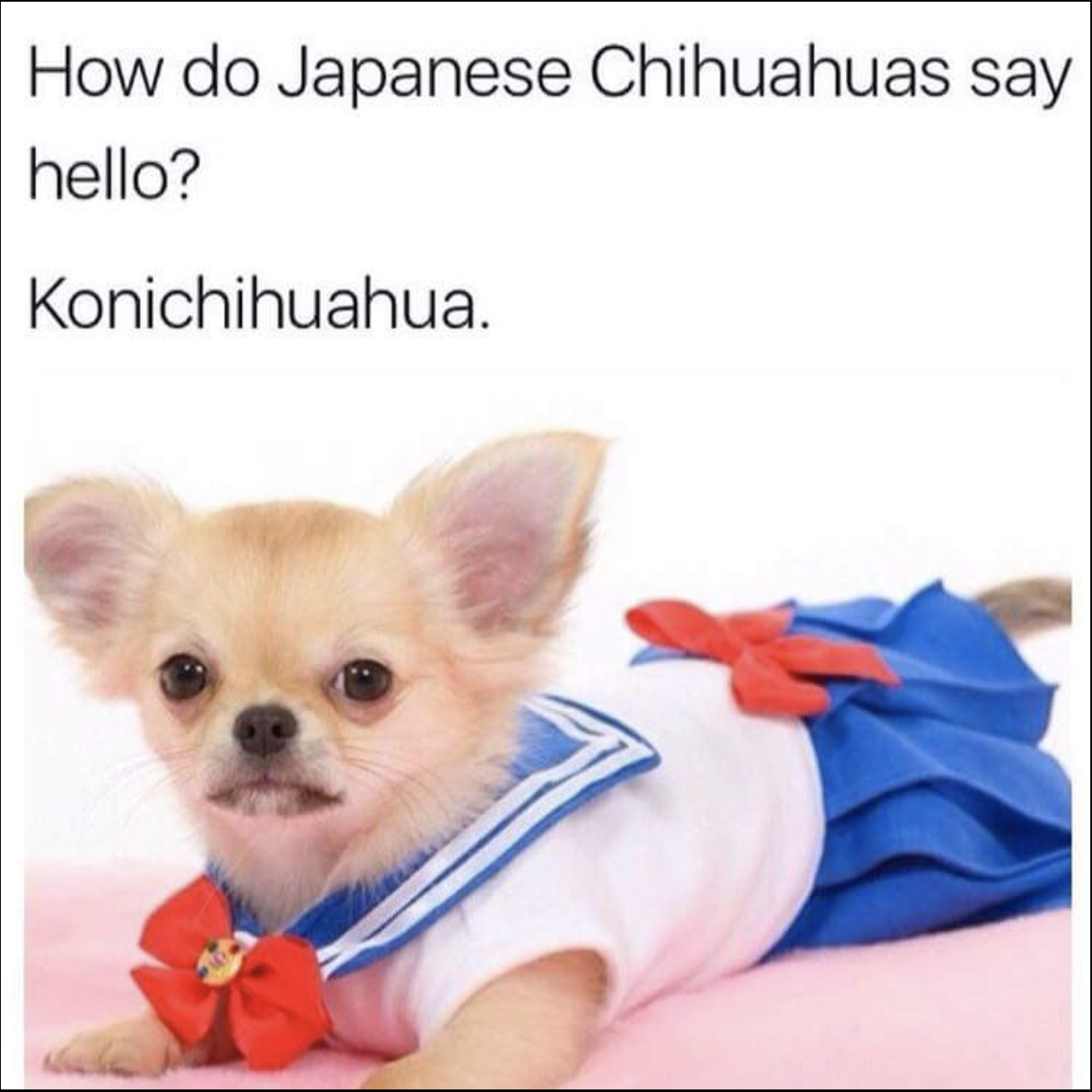 Japanese chihuahua.png