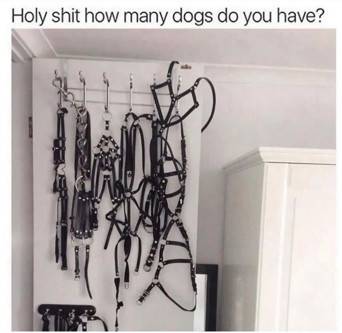 How-many-dogs-do-you-have.jpeg